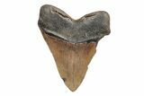 Huge, Fossil Megalodon Tooth - North Carolina #220013-2